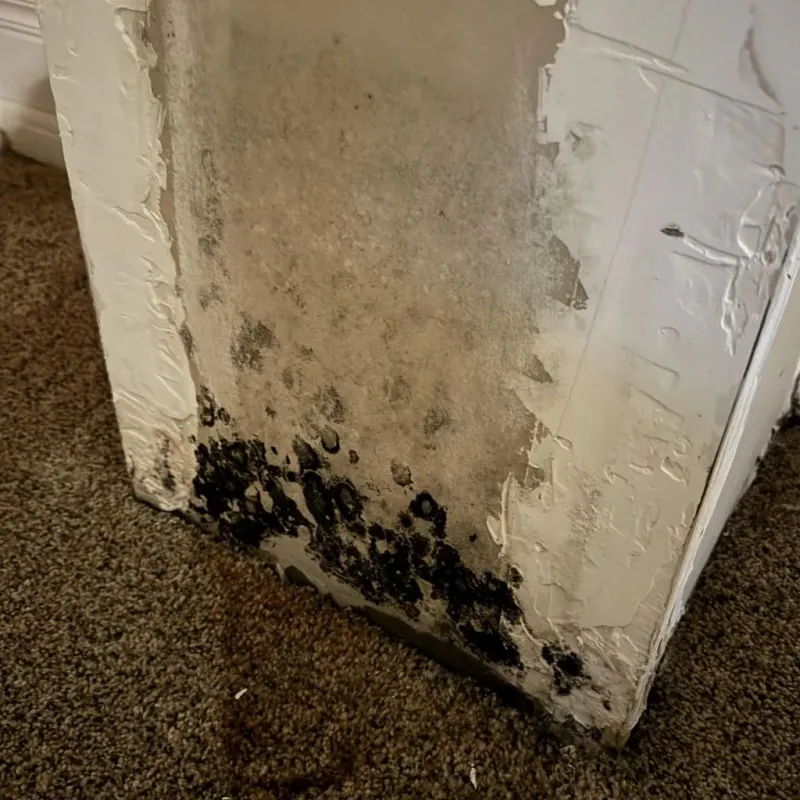 Professional Mold Removal in Lexington, TN